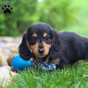 Benje, Dachshund Puppy